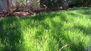 Sun Joe Dethatcher Joe Replacement Tines for AJ800E Greenworks Electric Dethatcher Review and First Use (Before & After)