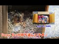【ヨークシャーテリア】Doggy Box3月号が待ち遠しいヨーキー🎁✨【1年と188日目】A puppy that Doggy Box can't wait for【yorkshre terrier】