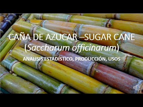 Video: ¿Es saludable saccharum officinarum?