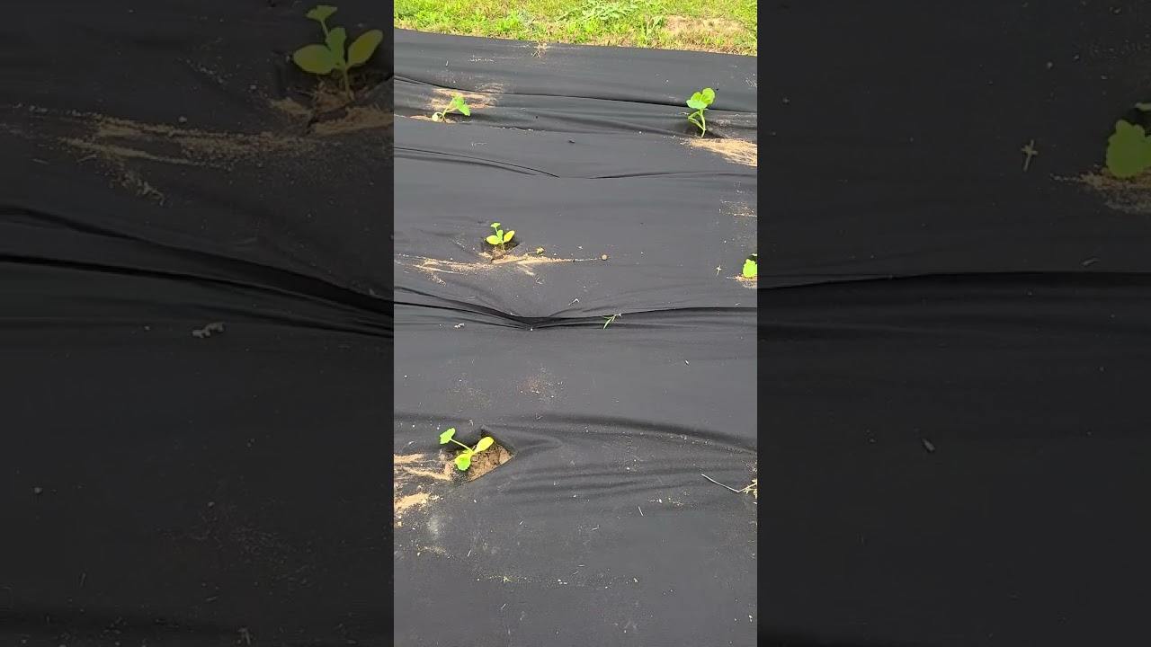 Bonus Squash Plants!