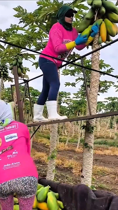 Download lagu papaya harvesting techniques on plantations