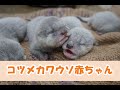 那須どうぶつ王国 コツメカワウソ赤ちゃん