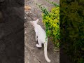 Help me 🤣🥰 #cat #shortvideo #cutecat #animallife #kitten
