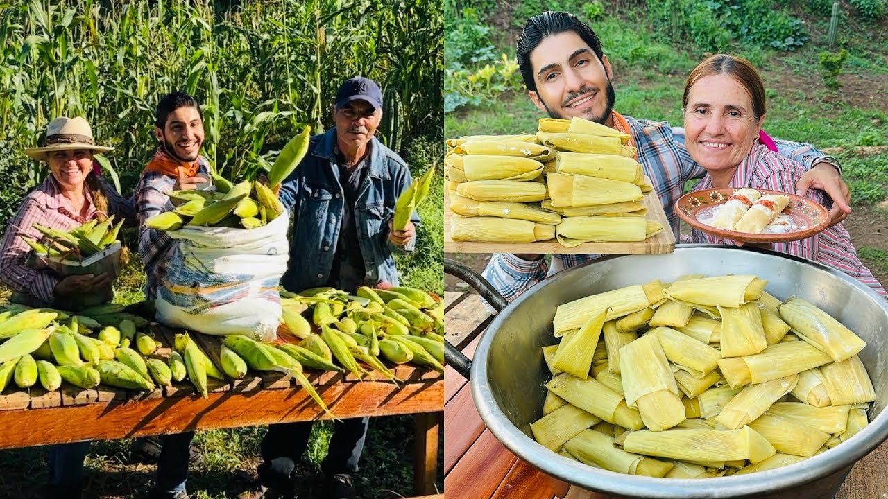 Abundante cosecha de ELOTES y sus respectivos TAMALES tradicionales 🌽