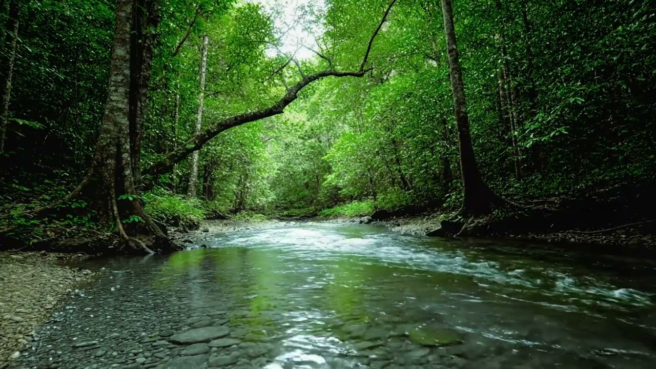 Calming Forest Ambience 🌲 Bird Singing for Deep Sleep, Study Focus & Stress Relief