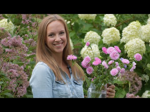 How to Grow and Harvest China Aster's // Northlawn Flower Farm