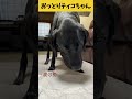 【ASMR おっとりティコちゃん26】鹿の肋をバリボリお煎餅のように食べるおっとりティコちゃんの3時のおやつ/Raw Feeding Dogs asmr #shorts #爆速レミちゃん #asmr