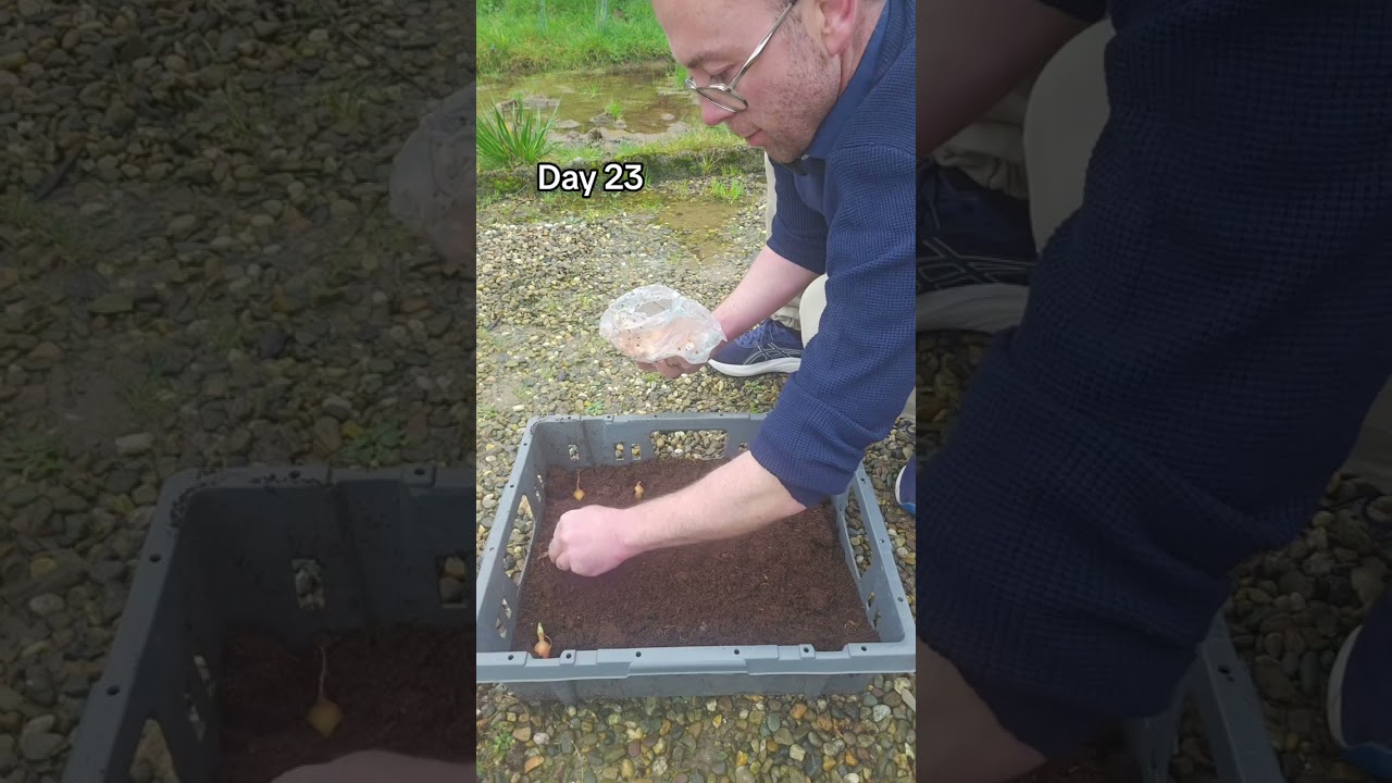 Companion planting vegetables in a small space garden 