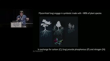 ROBOTIC IMAGING REVEALS SUPPLY-CHAIN DESIGN OF PLANT-MYCORRHIZAL TRADE