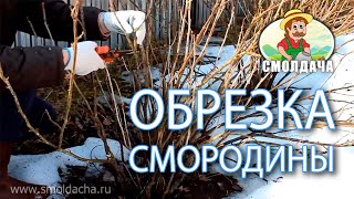 видео Что делать с лишайником и мхом на деревьях?