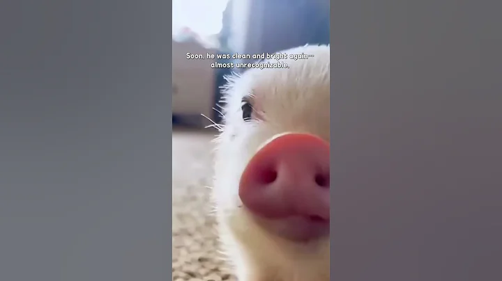 He fell from a truck… now he’s family.