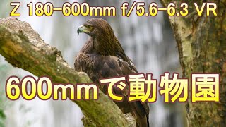 NIKKOR Z 180-600mm 600mmで動物園（Eng Sub）