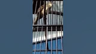 Ciblek Gunung ngebrem.. 5 menit....!!