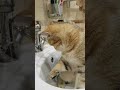 cat vs water