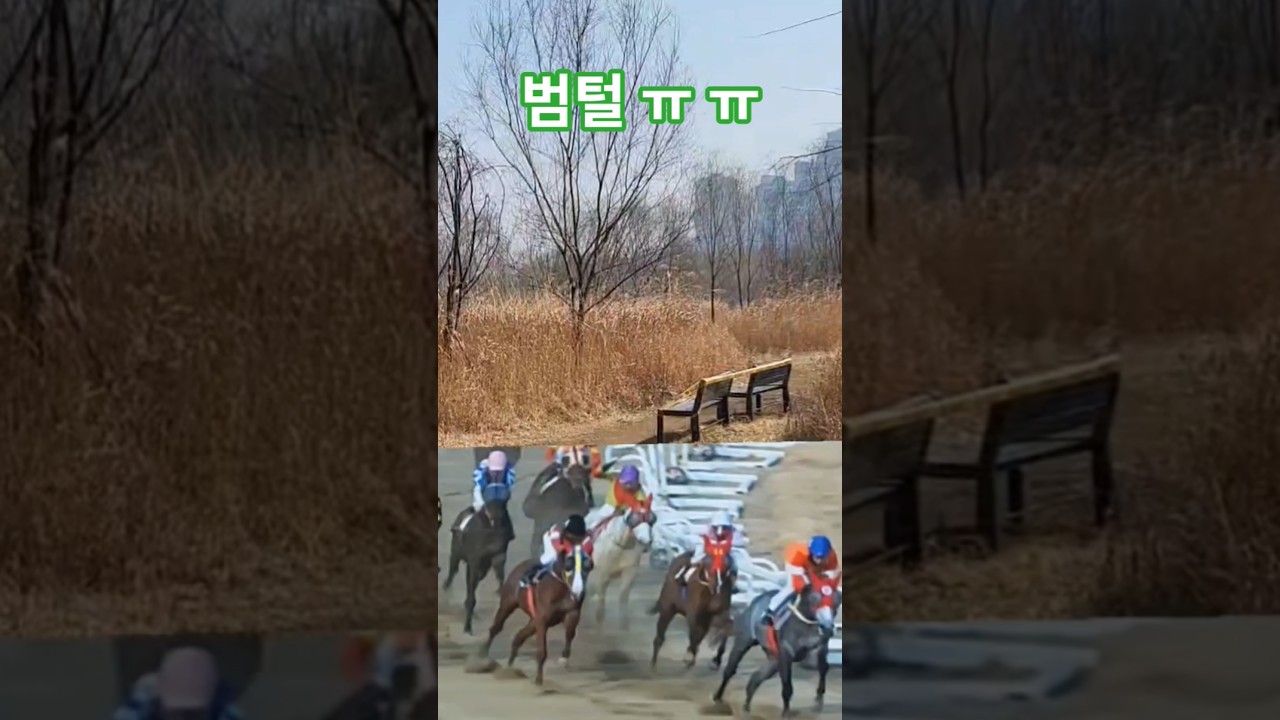 코털 한번 봐주세요!#갈대의순정 #경마 #말 #달려라말 #shorts #horse