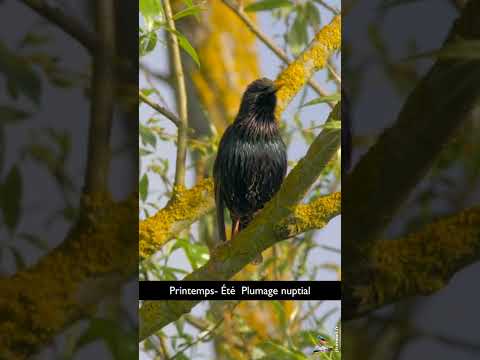 Vidéo: Starling est un oiseau utile et chanteur