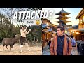 Got attacked by a deer in NARA! (Osaka + Nara + Kyoto ) | JAPAN TRAVEL VLOG part 2