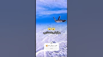 مَرَجَ البَحرَينِ يَلتقِيَانِ بَيْنَهُمَا بَرْزَخٌ لَّا يَبْغِيَانِ سورةالرحمن القارئ محمد اللحيدان