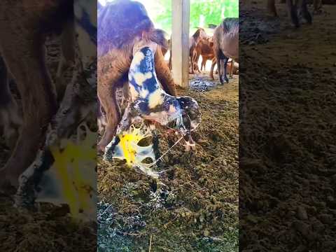 مدة حمل الماعز