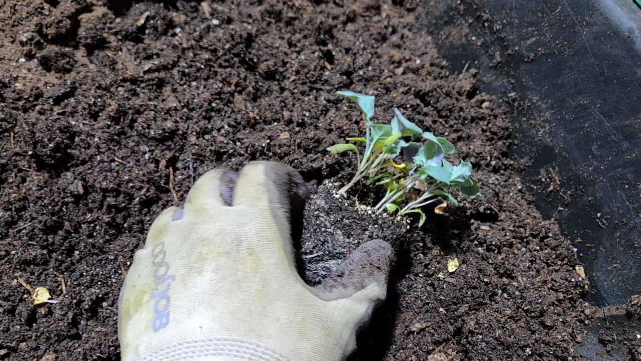 Potting Up Broccoli and Violas