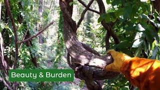 A Dying Forest: Walking Through Overgrown Wisteria Wisteria Invasive