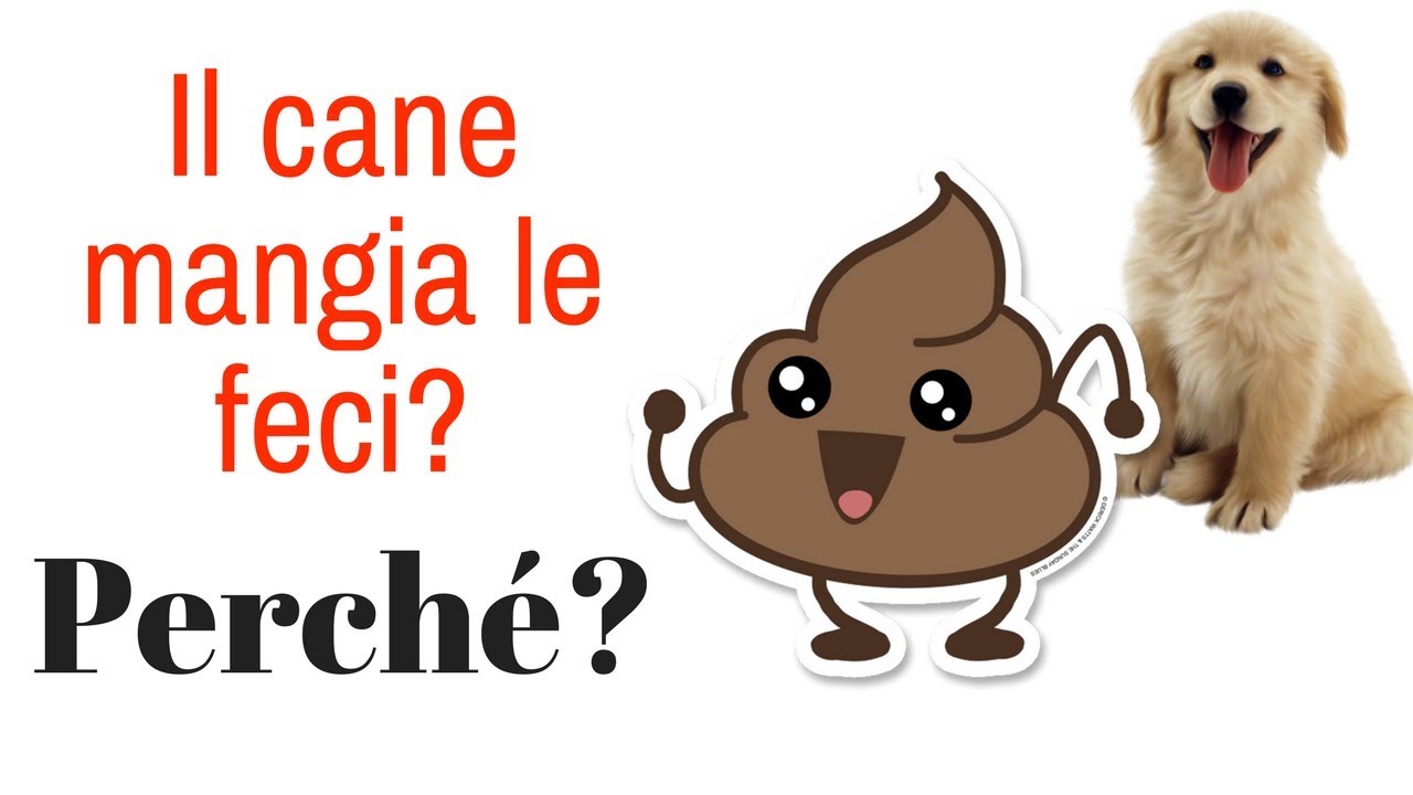 Il Cane Mangia Le Feci I Motivi Per Cui Mangia La Cacca Youtube
