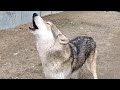 狼犬の遠吠えは成長するとこうなる！！