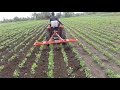 B2441 24HP Mini Kubota Tractor In Drive Soya Plant Weeding