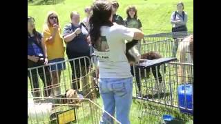 Spider Monkey Slaps Man