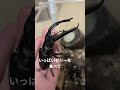 小さな家族との一年半…クワガタとの最後の日々#クワガタ #カブトムシ #昆虫 #insects
