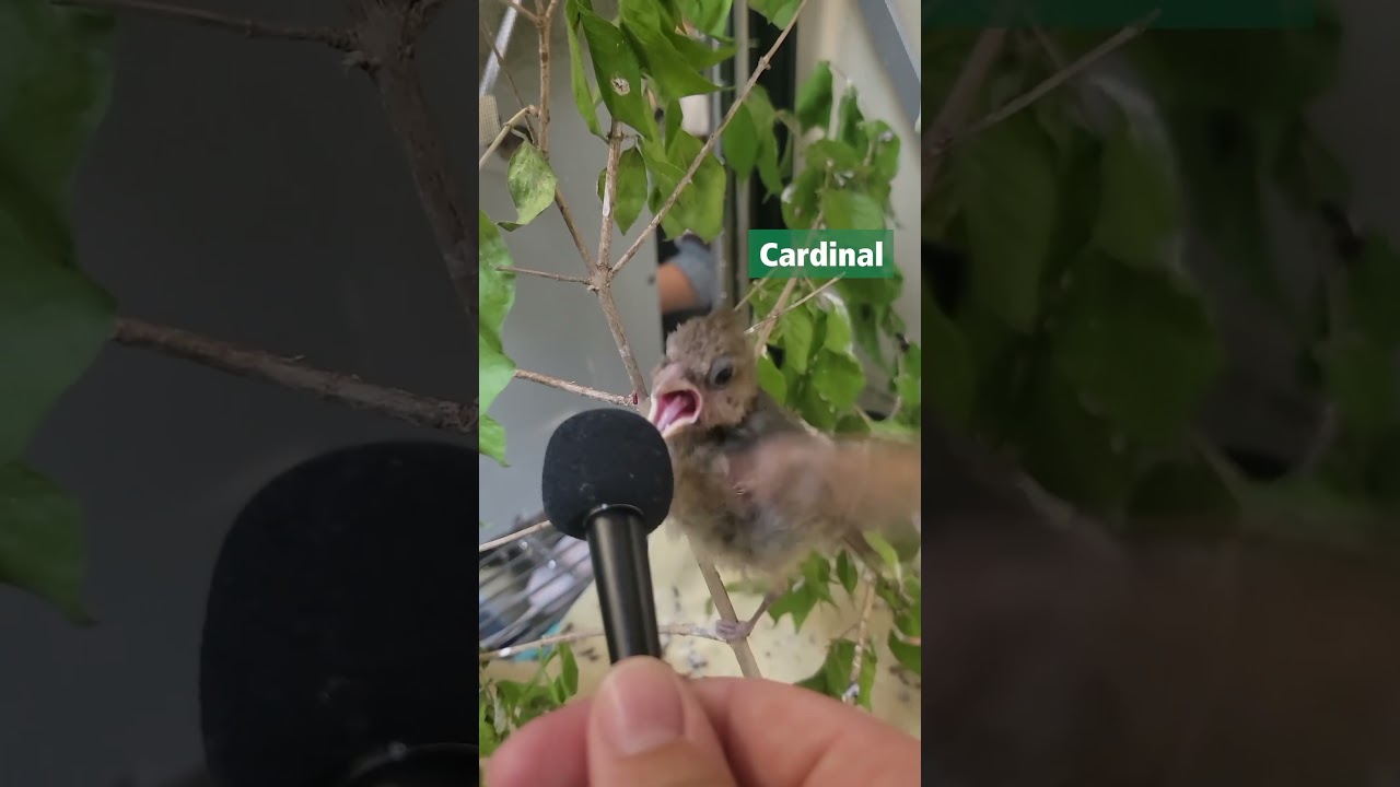 The birds at Willowbrook Wildlife Center sure have a lot to say! #birds #bird #birdsounds