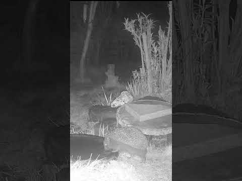 Wild Garden Hedgehog #shorts