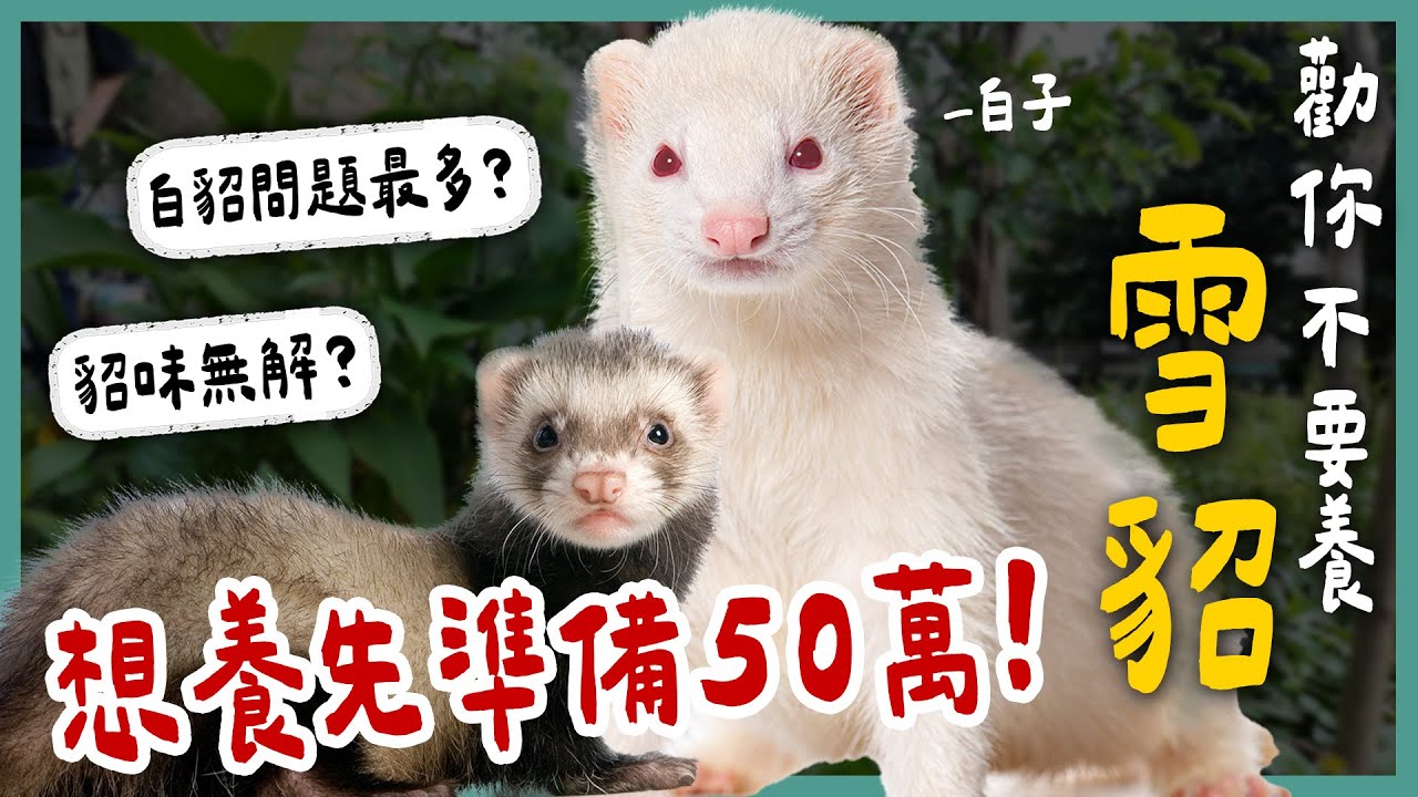 雪貂跟貓很像？體味超重？智商高達8歲？雪貂間有階級制度？可愛的外表下其實超麻煩...《勸你不要養》EP17 | 蝌蚪老師與三桃| 蝌蚪老師與三桃