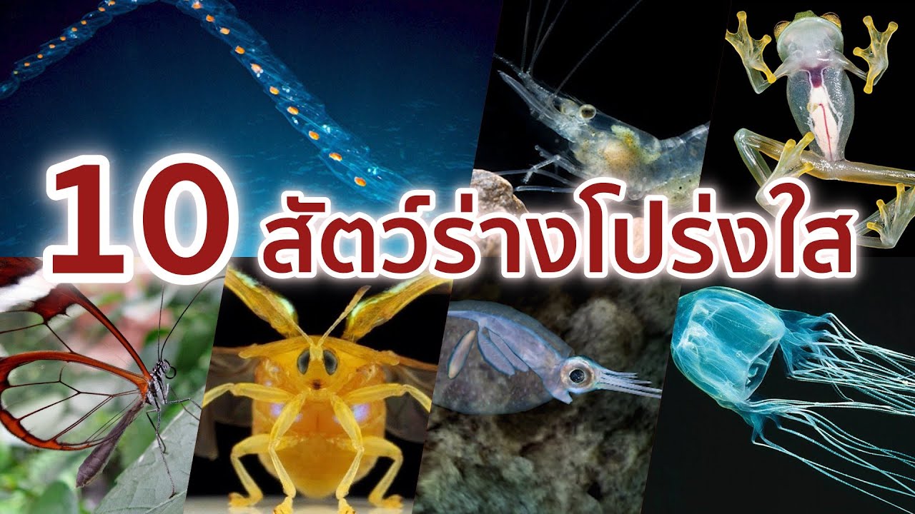10 สัตว์ร่างกายโปร่งใส ที่น่าสนใจ
