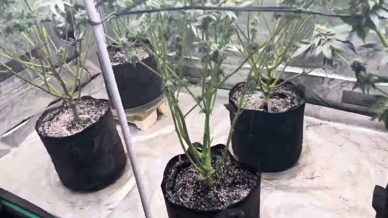 Humboldt seed company, Blueberry pancakes, moon fog, purpz and Cali sour diesel. Day 50.