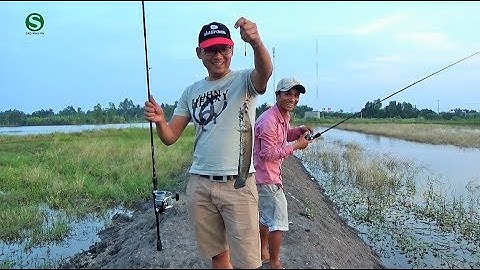 Câu rê cá lóc đồng | Mồi nhái | Lên cá sướng tay | Fishing | Sắc Màu VN