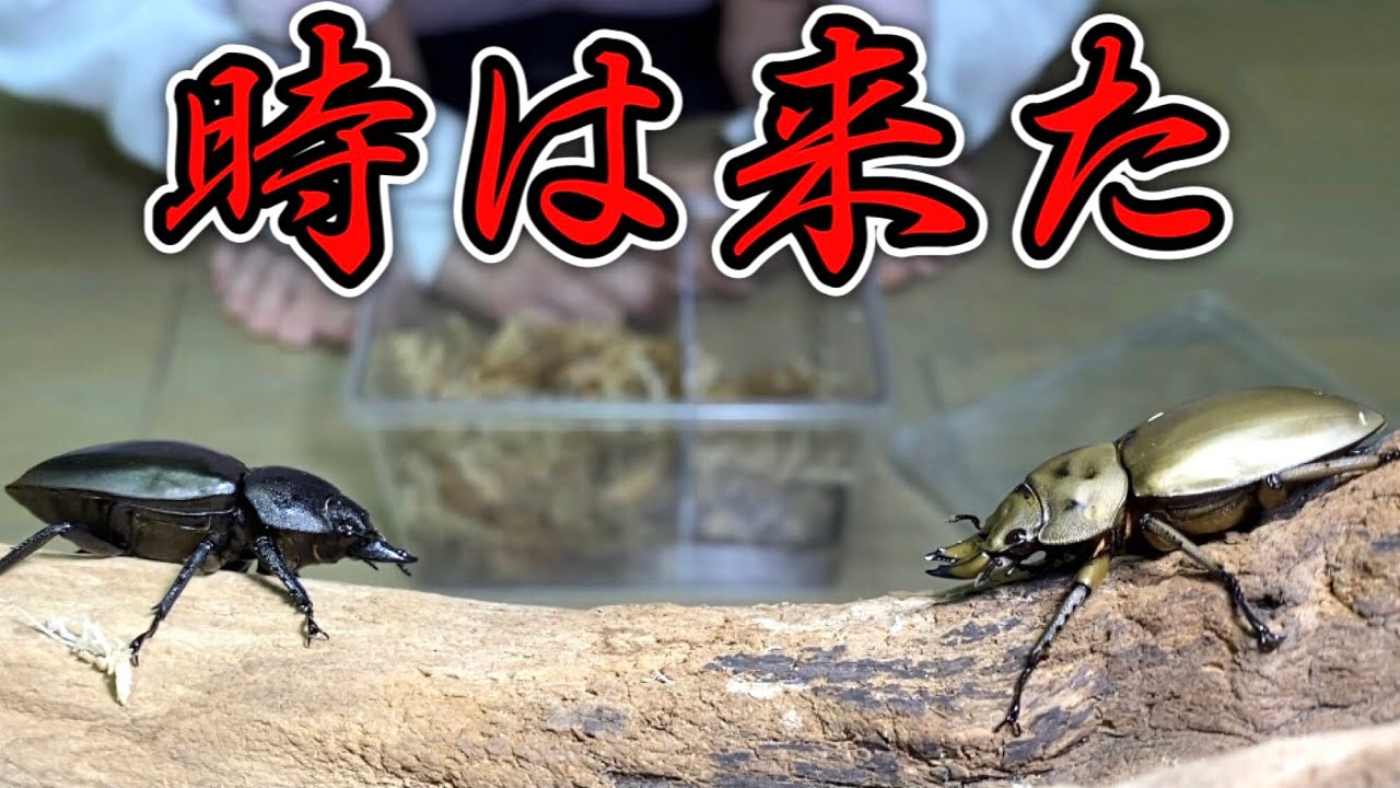 フルストルファーオウゴンオニクワガタ1ペア