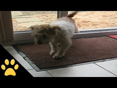 Polite Dogs Wipe Their Feet