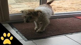 Polite Dogs Wipe Their Feet - YouTube