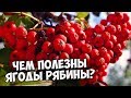 ЯГОДЫ РЯБИНЫ 🌺  Рябина обыкновенная свойства ХиТСАД РУ