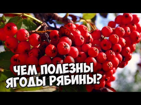 Видео: Съедобна ли рябина?