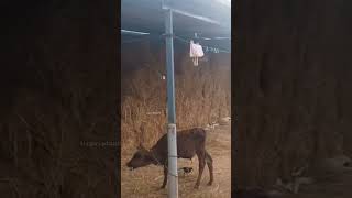 #mattu #1k #jallikattu #pongal #nature #2025 #live #movie #tamil #travel #yt #vlog #news #update #us