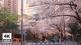 Skyscrapers and cherry blossoms in Tokyo, Akasaka, Roppongi, Azabudai | 4K HDR Soundscapes of Japan