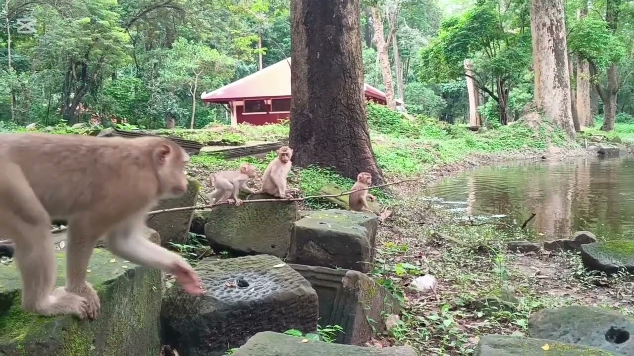 A crazy monkey 🤣🐵 is stealing some stuff, 