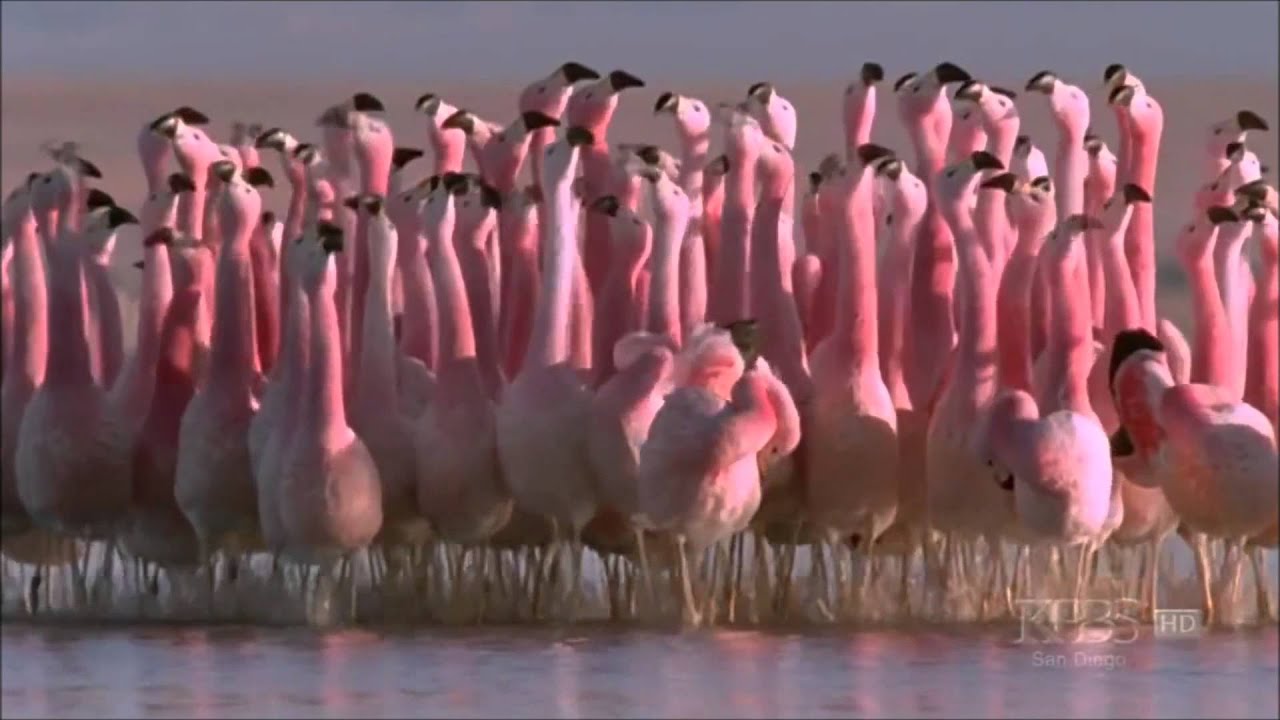 flamingo dance new york