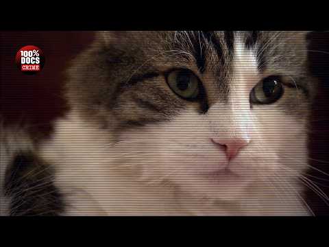 Si ce chat vous approche, c'est que vous allez mourir