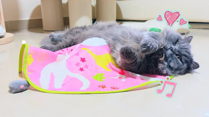 Video 6401491: breed male, cat wonderful, cat cute funny