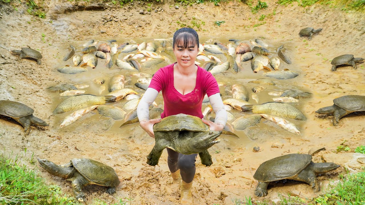 Harvesting A Lot Of Fish And Turtle Goes To Countryside Market Sell ...
