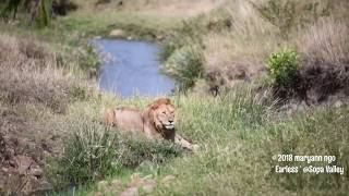 Earless at Sopa Valley, Maasai Mara largest male lion