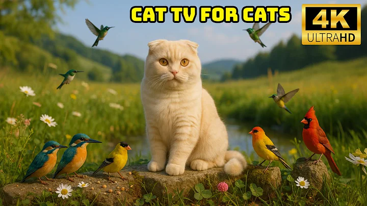 Video 11470361: forest 4k, cat